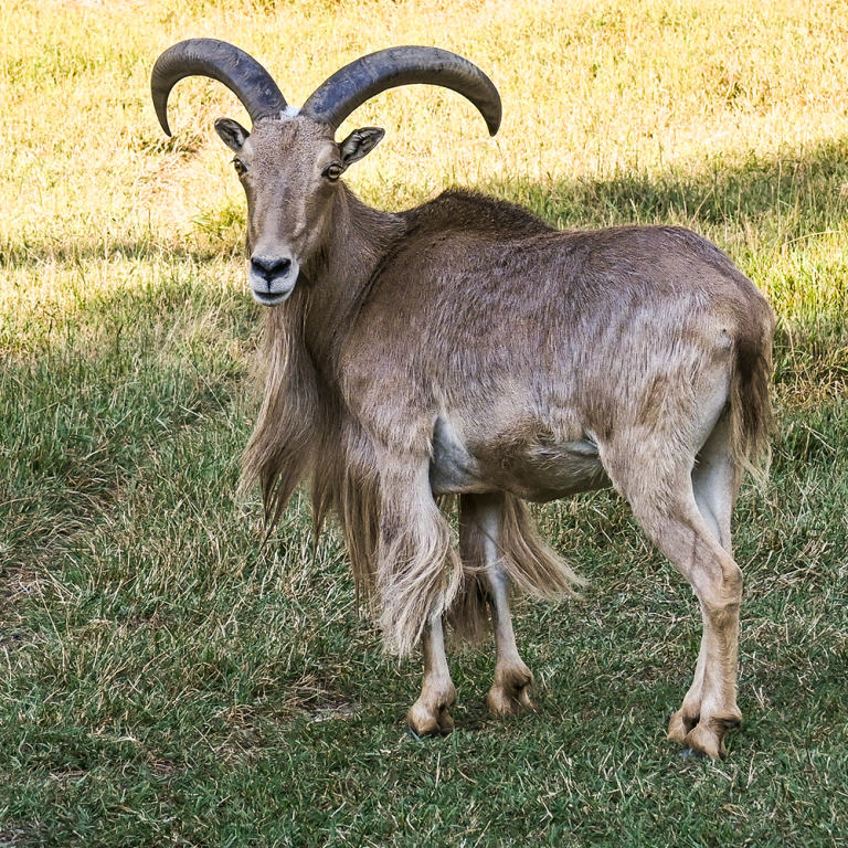 AOUDAD