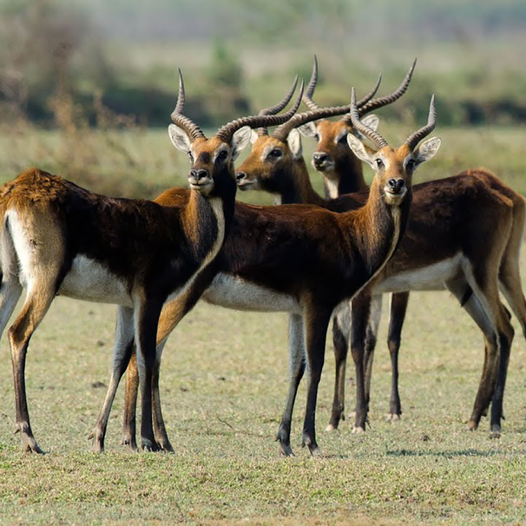 BLACK LECHWE