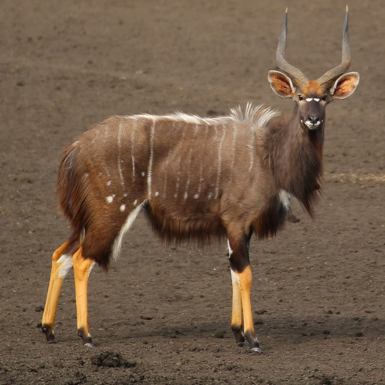 NYALA